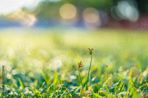 Fototapeta Naklejka Na Ścianę i Meble -  close up grass in the field