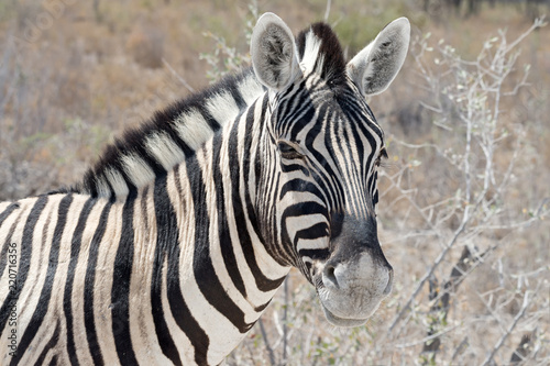 Fototapeta Naklejka Na Ścianę i Meble -  Burchell's zebra (Equus quagga burchellii) in Etosha National Park