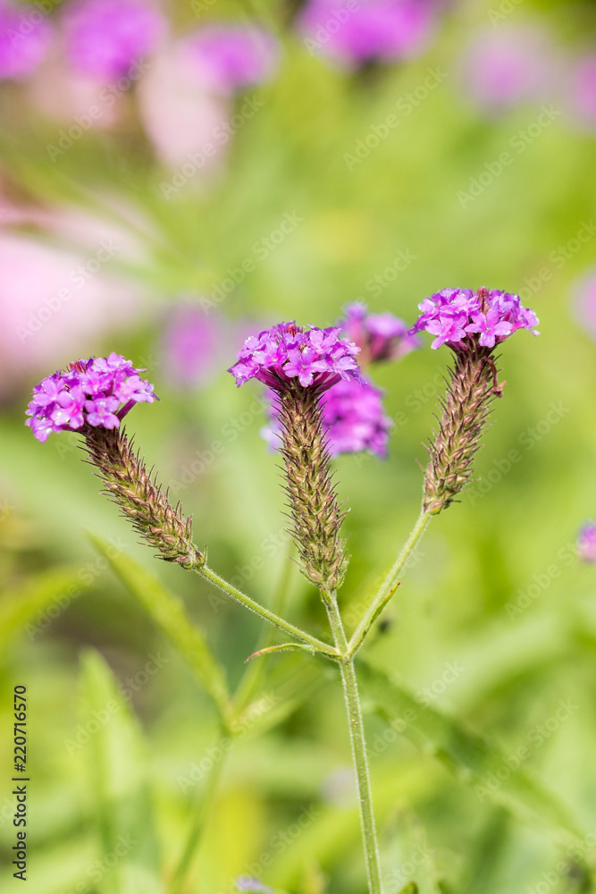 three tiny pink flowers grown separately on one branch with green background three tiny pink flowers grown separately on one branch with green background
