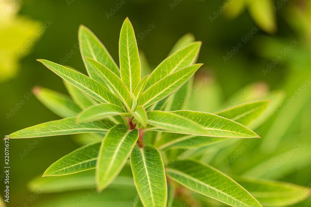 close up of beautiful layered green leaves with green background close up of beautiful layered green leaves with green background