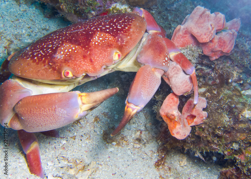 crab on the reef sands