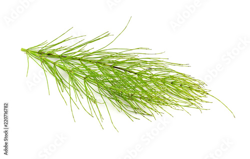 Common Horsetail Medicinal Herb Plant. Also Equisetum Arvense. Isolated on White Background.