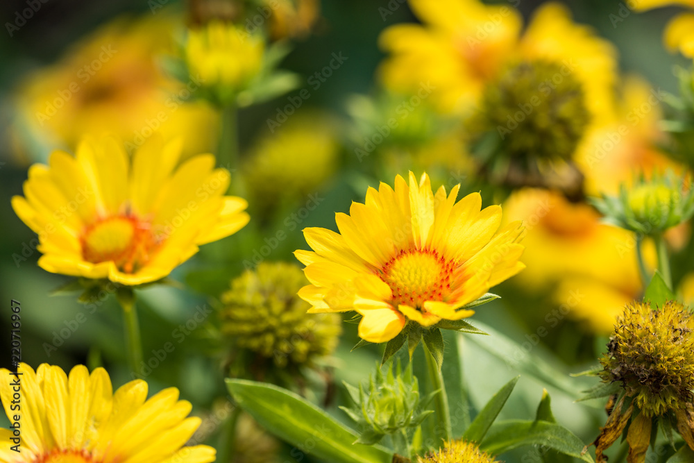 yellow Blanket Flowers field under the sun yellow Blanket Flowers field under the sun