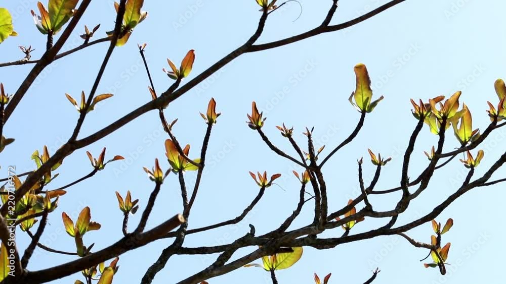 Arrival of springtime, branches with new leaves Arrival of springtime, branches with new leaves