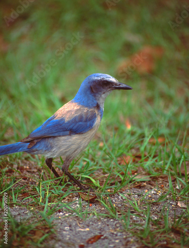 Florida Scrub Jay (Aphelocoma Coerulescens)