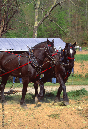 Horses with Plow Harness