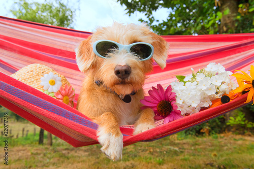 Funny little dog on vacation in hammock