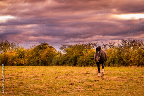 black stallion grazing on pasture in the sunset light. Bay horse with beautiful mane on english countryside. © Adrian