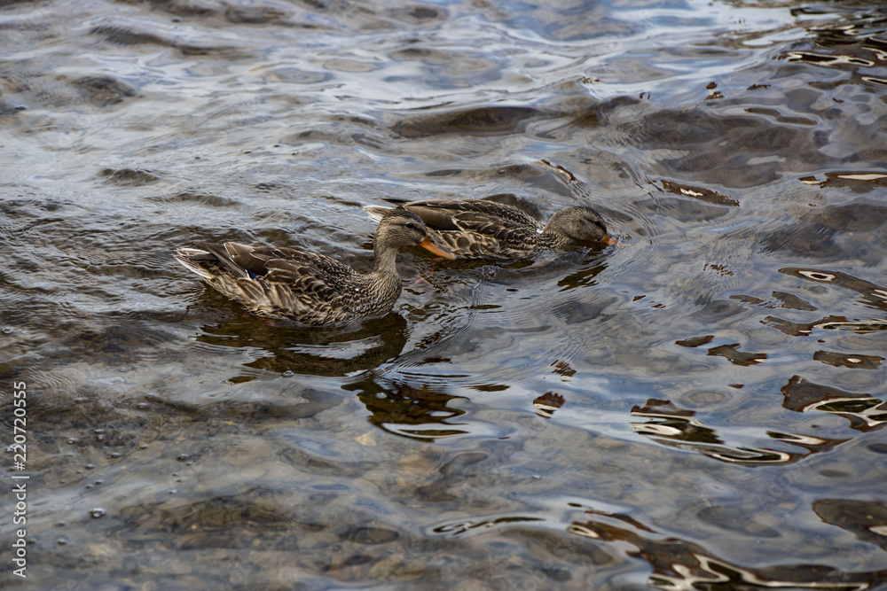 Canard_québec-01 Canard_québec-01