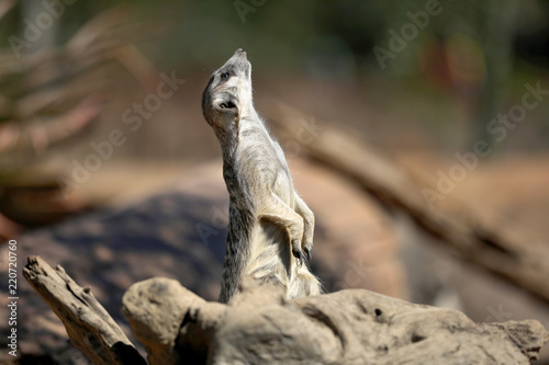 Meerkat