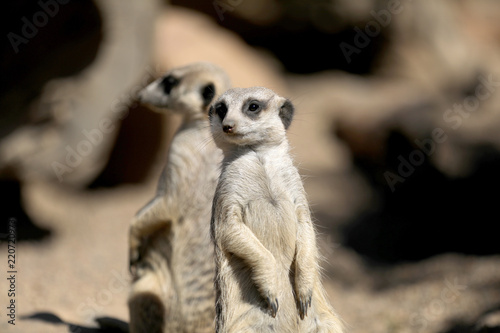 Meerkat