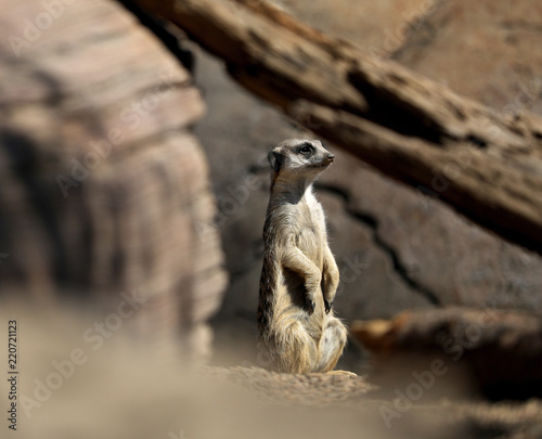 Meerkat © David
