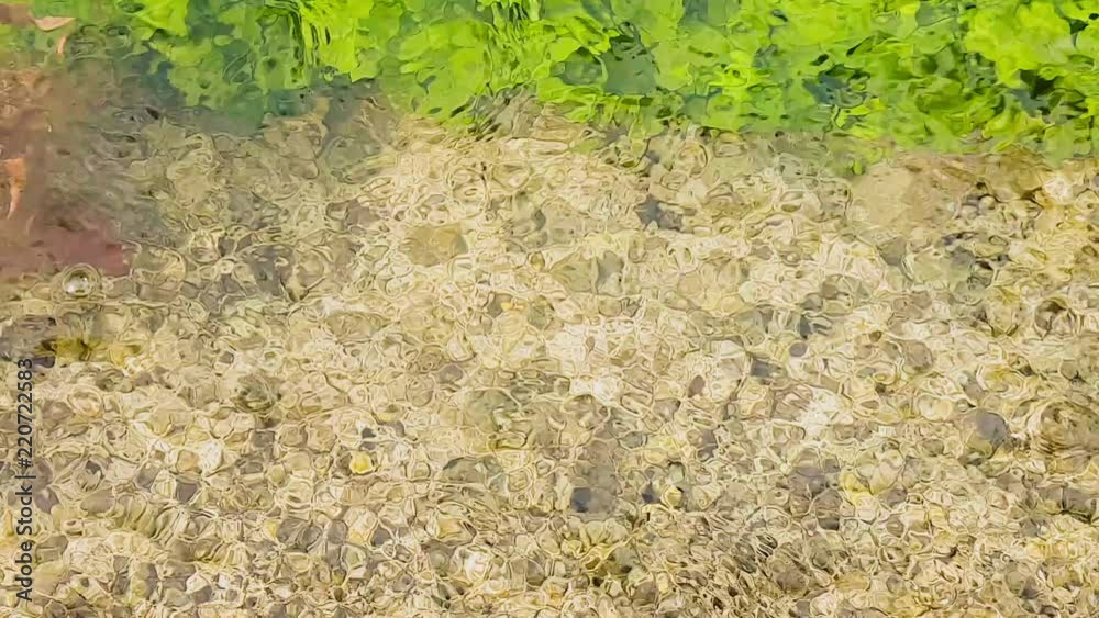 Yellowish tree leaves of a deciduous tree floating on a pond.  