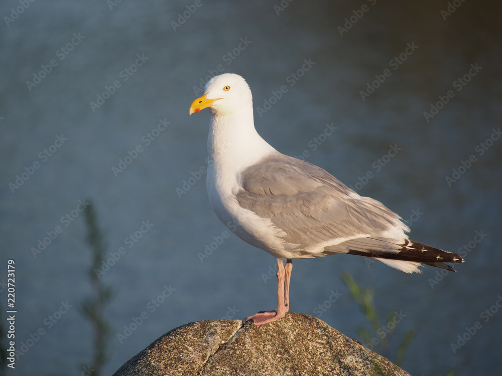 Fototapeta premium Seagull