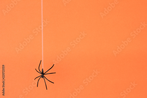 Halloween background concept. Black spider drop hanging on web on orange background
