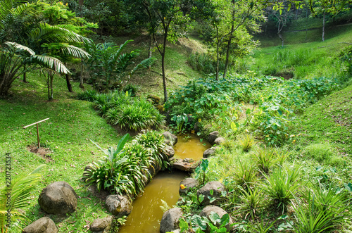 Natural view of the stream surrounded by green forest.