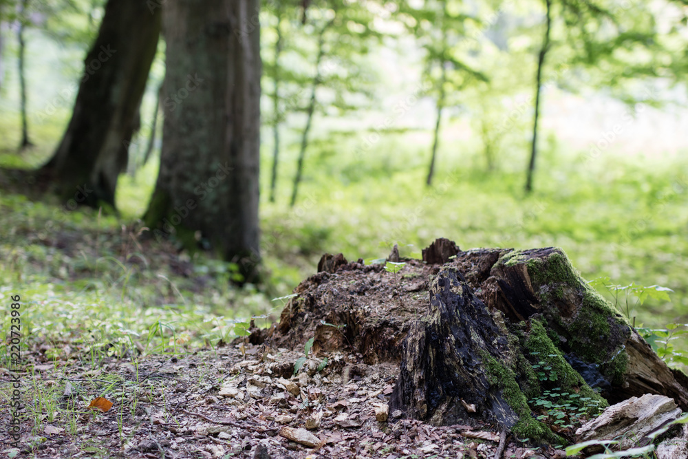 A large tree trunk in a city park. Path in the park between trees.