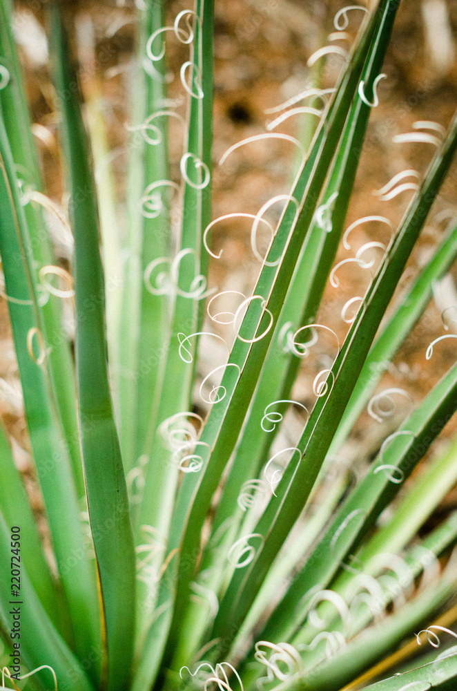 Obraz premium Yucca threads