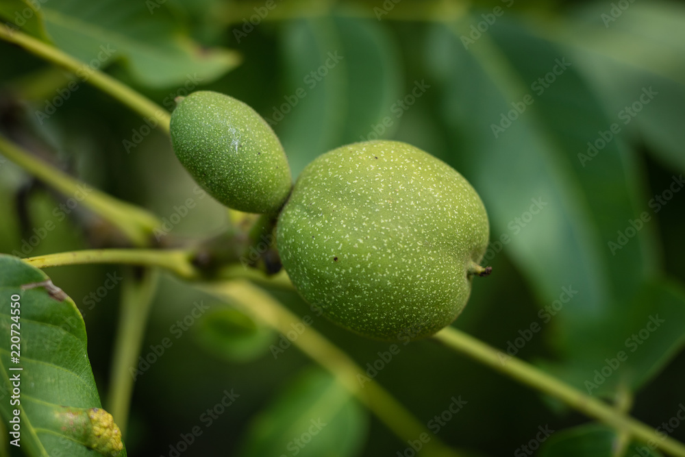 Ripening walnuts in shell. Fruit ready for harvesting on a wooden table. Ripening walnuts in shell. Fruit ready for harvesting on a wooden table.