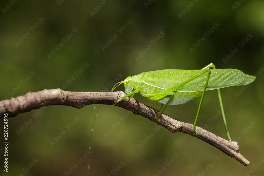 Image of green bush-cricket long horned grasshopper on brown branch. Insect. Animal. Image of green bush-cricket long horned grasshopper on brown branch. Insect. Animal.