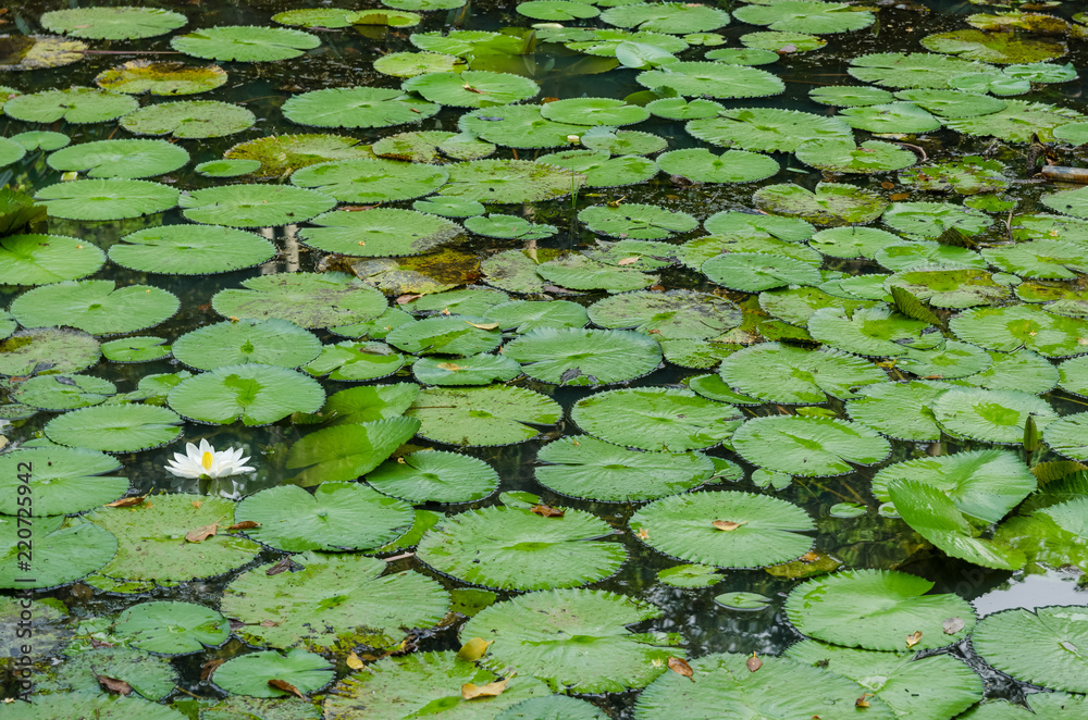 Beautiful white water lily flower in the pond. Beautiful white water lily flower in the pond.