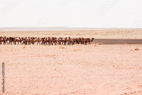 Camels on a sand. Beginning of the Gobi desert