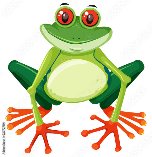 Red eyed tree frog on white background
