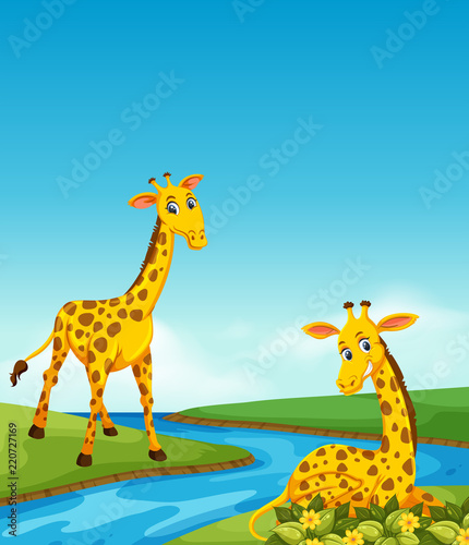Giraffe living in next to river