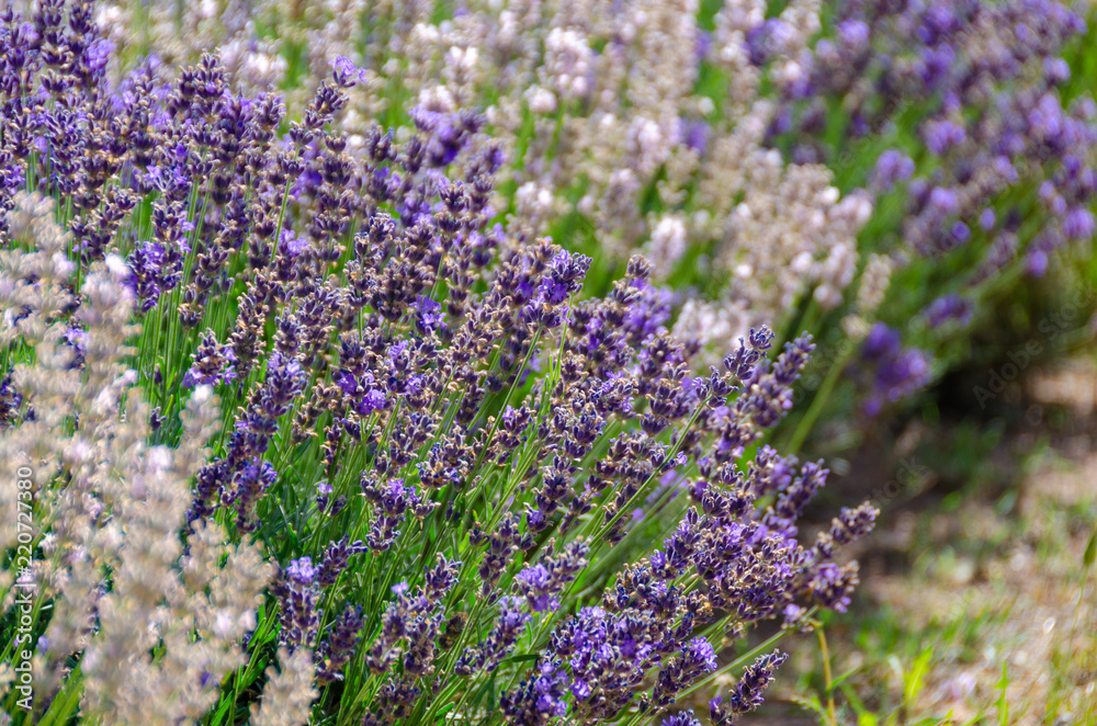 Fototapeta Close up of white and purple lavender