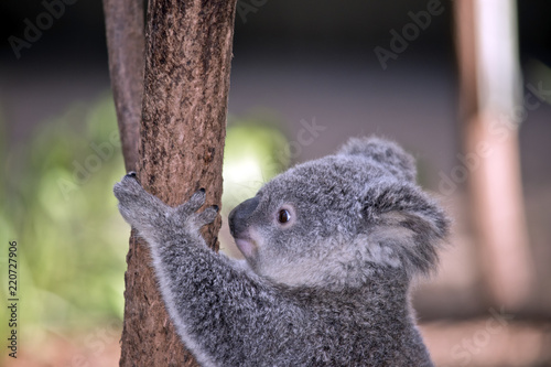 Fototapeta Naklejka Na Ścianę i Meble -  joey koala