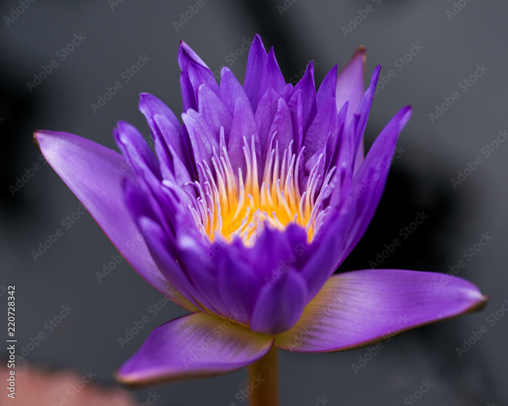 Nymphea ultra violet tropical waterlily in botanic garden
