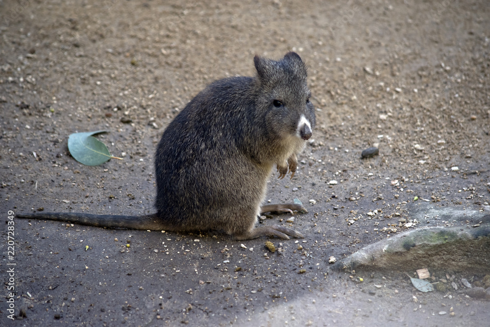 Naklejka premium long nosed potoroo