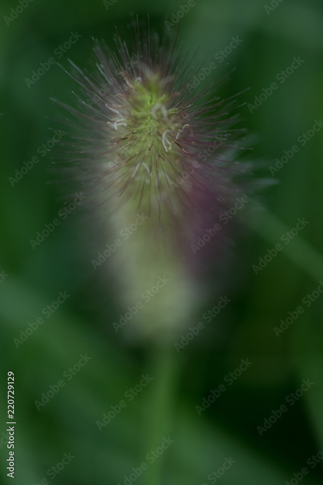 Low light macro shot of blooming grass in botanic garden. Low light macro shot of blooming grass in botanic garden.