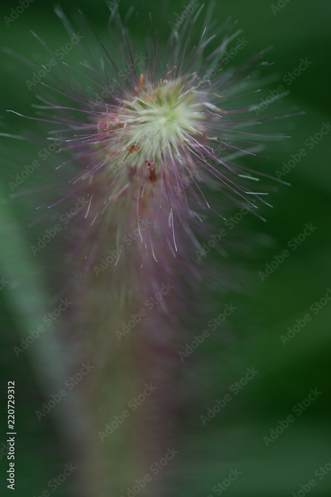 Fototapeta premium Low light macro shot of blooming grass in botanic garden.