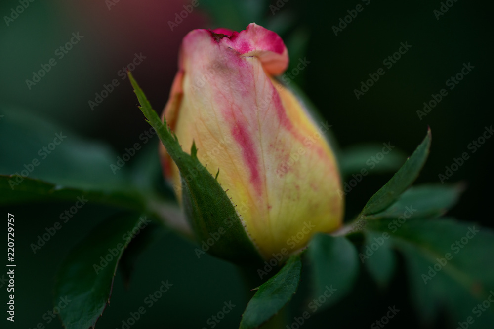 Macro shot of the Peace rose, formally Rosa 'Madame A. Meilland'. Bud of garden hybrid tea rose in botanic garden. Macro shot of the Peace rose, formally Rosa 'Madame A. Meilland'. Bud of garden hybrid tea rose in botanic garden.