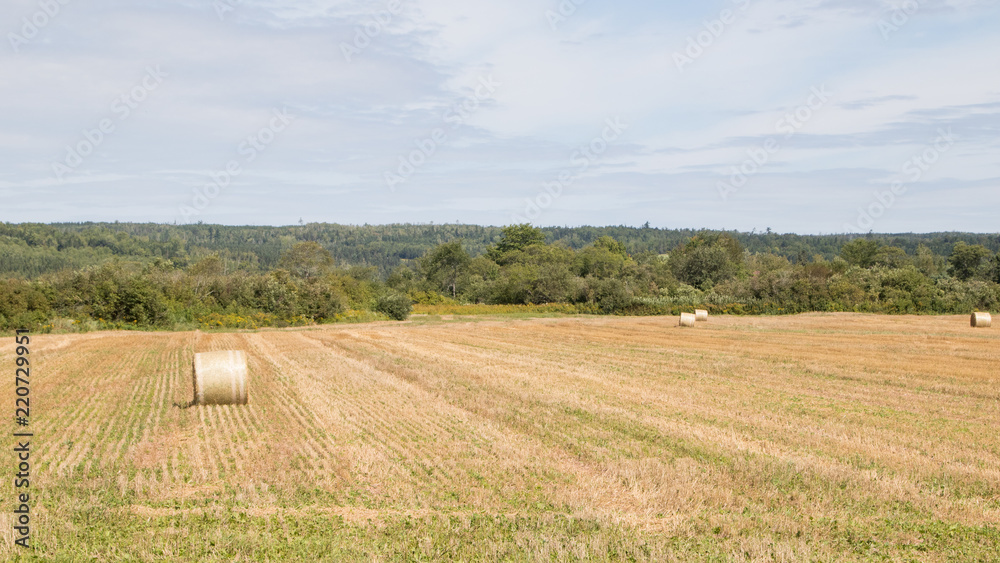 Round hay bales golden field, summer sun, landscape, no people.