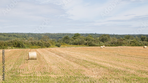 Round hay bales golden field, summer sun, landscape, no people.