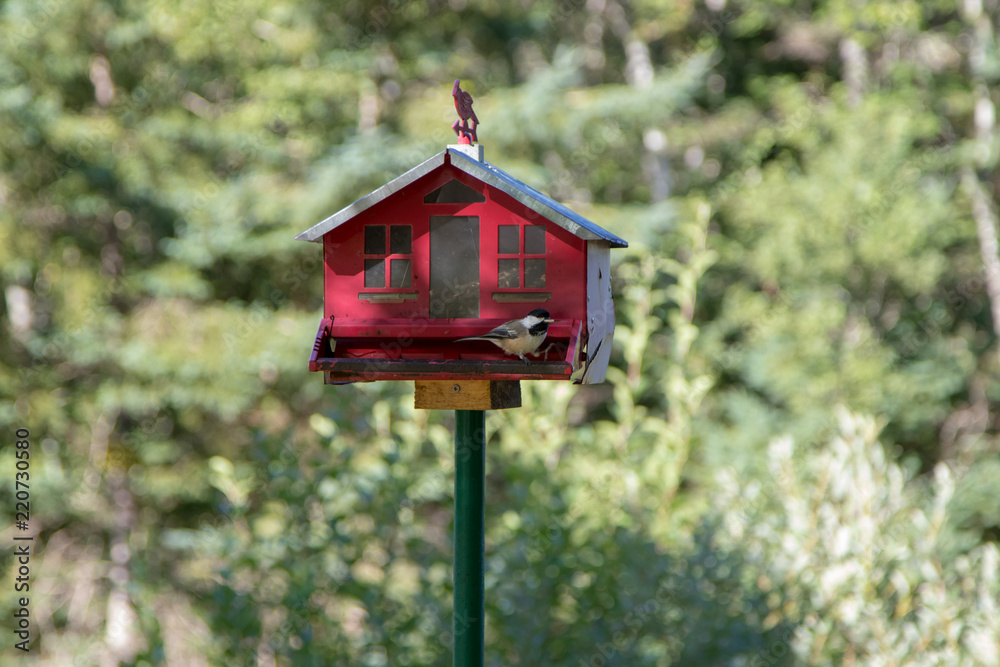 Finch at old metal birdfeeder house. Finch at old metal birdfeeder house.