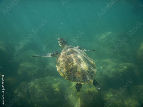 Turtle in flight mode