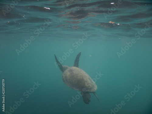 Turtle on its way up to catch some air