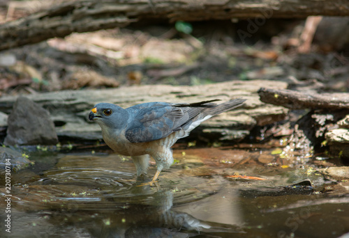 Chinese Sparrowhawk drinking water in a pond