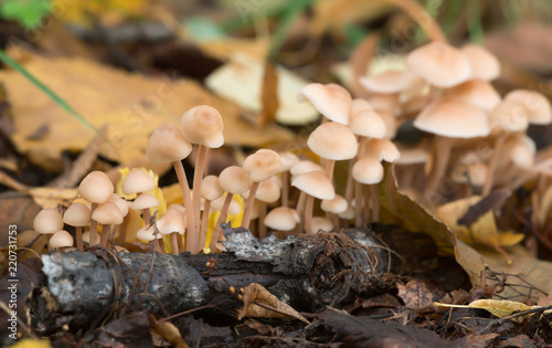 Closeup of Clustered Toughshanks, Gymnopus confluens among linden leafs in autumn photo