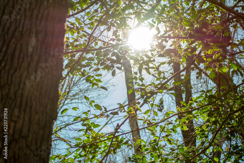 Sunshine Forest