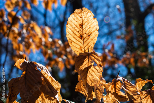 Leaf 1