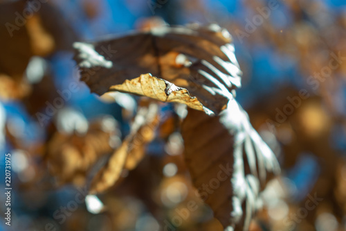 Leaf 2