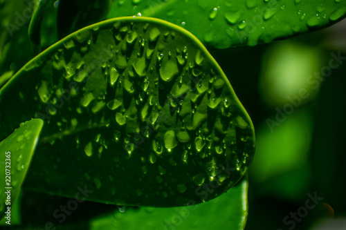 Water Drops 