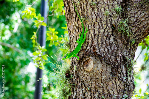 The Lizard