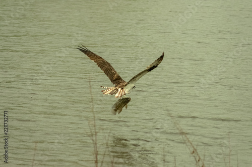 The Fisher Bird 