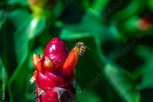 Bee