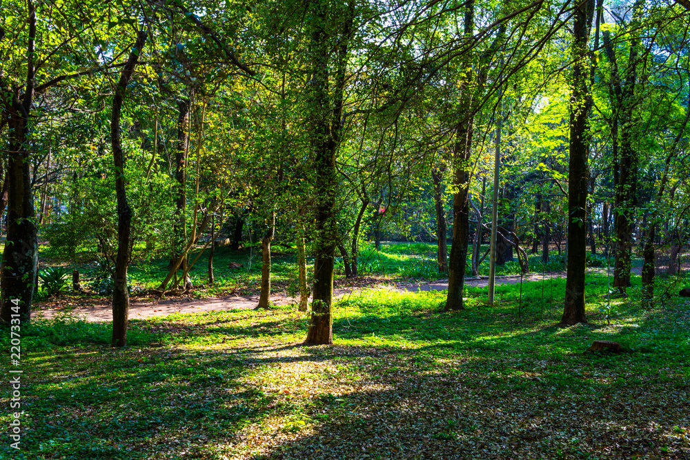 Fototapeta premium Famoso Parque do Piqueri no Tatuapé criado em 1901 em São Paulo Capital Brasil